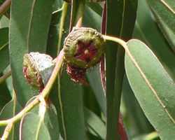 Eucalyptus globulus Tasmanian blue gum seeds