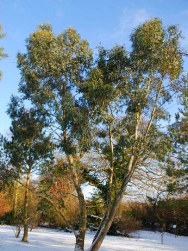 Eucalyptus pauciflora subsp. niphophila Snow Gum - White Sallee seeds