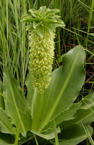 Eucomis autumnalis autumn pineapple lily seeds