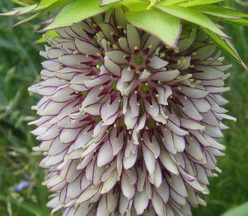 Eucomis bicolor two-coloured pineapple lily seeds