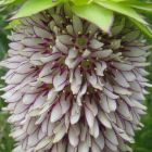 Eucomis bicolor gerandete Schopflilie Samen