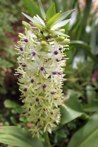 Eucomis pallidiflora giant pineapple lily seeds