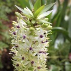 Eucomis pallidiflora ananas geant lys graines