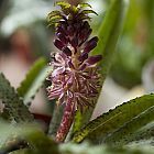 Eucomis vandermerwei Eucomis graines