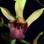 Eulophia alta orchidea semi