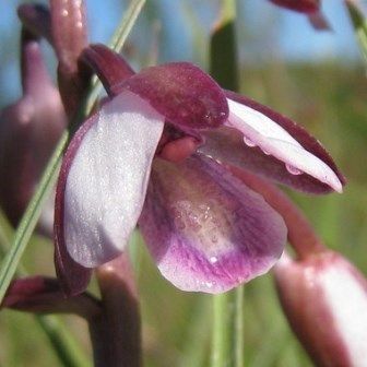 Eulophia clavicornis Orchids seeds
