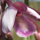 Eulophia clavicornis Orchid?es graines