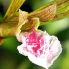 Eulophia graminea Orchideen Samen