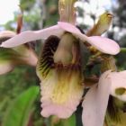 Eulophia horsfallii Orchid?es graines