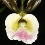 Eulophia petersii Orchidee - Orchideen Samen