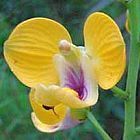 Eulophia speciosa orchidea semi