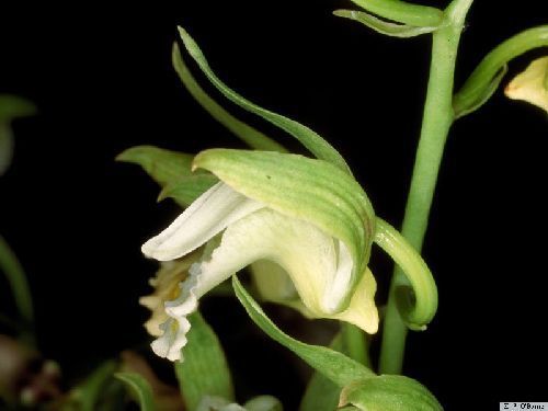 Eulophia spectabilis orchids seeds