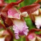 Eulophia spectabilis orchid?es graines