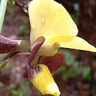 Eulophia streptopetala orchidea semi
