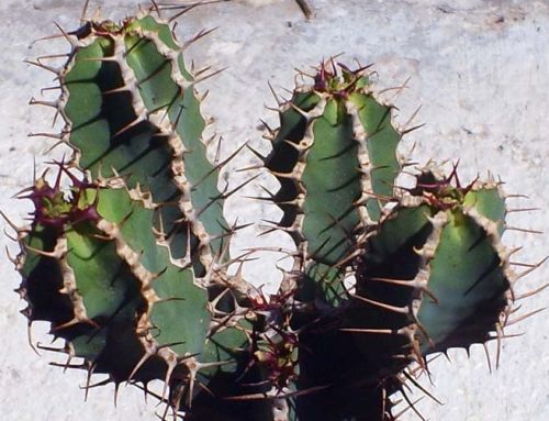 Euphorbia avasmontana Crown of Thorns seeds