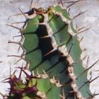 Euphorbia avasmontana