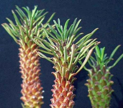 Euphorbia clandestina succulent seeds