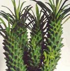 Euphorbia clandestina succulente graines