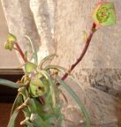 Euphorbia clava planta suculenta semillas