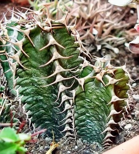 Euphorbia coerulescens succulent seeds