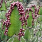 Euphorbia cooperii Piante succulente semi