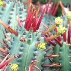 Euphorbia enopla planta suculenta semillas