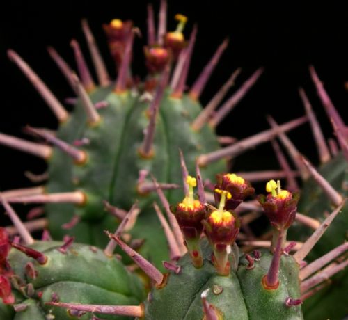 Euphorbia ferox Pincushion Euphorbia seeds