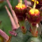 Euphorbia ferox syn: Euphorbia caespitosa graines