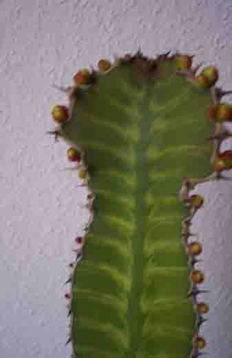 Euphorbia grandicornis Cow Horn Euphorbia seeds