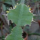 Euphorbia grandicornis  semillas