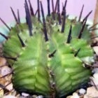 Euphorbia horrida starkbewehrte Wolfsmilch Samen