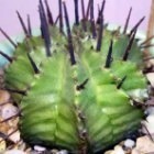 Euphorbia horrida