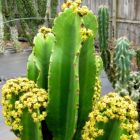 Euphorbia ingens Euphorbe graines