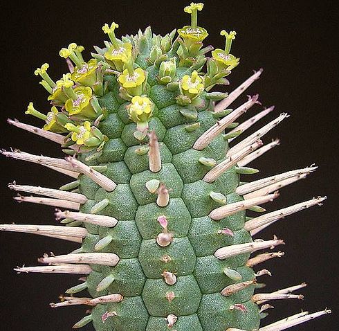 Euphorbia mammillaris Euphorbia seeds