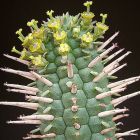 Euphorbia mammillaris Wolfsmilchgew?chse Samen