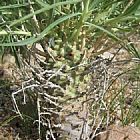 Euphorbia monteroi