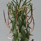 Euphorbia schoenlandii