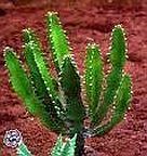 Euphorbia tetragona succulente graines