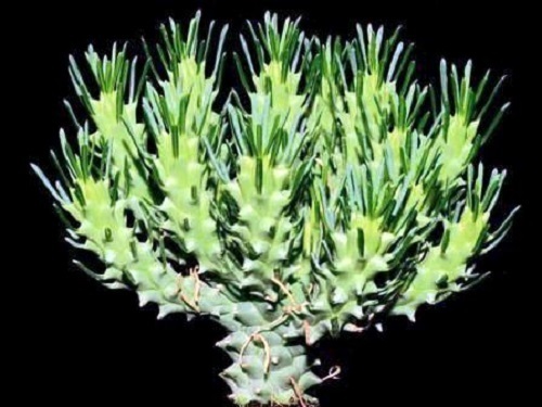 Euphorbia tuberculata Euphorbia seeds