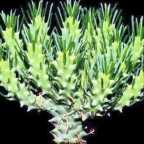 Euphorbia tuberculata  cемян