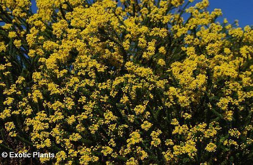 Euryops virgineus honey euryops seeds