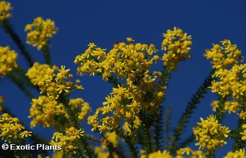 Euryops virgineus honey euryops seeds