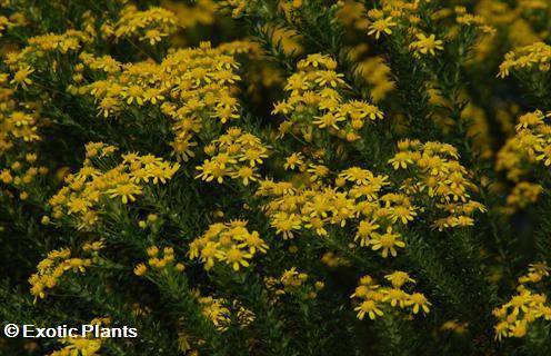 Euryops virgineus honey euryops seeds