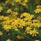 Euryops virgineus Euryops graines