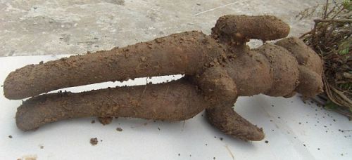 Fallopia multiflora tuber fleeceflower - Chinese knotweed seeds