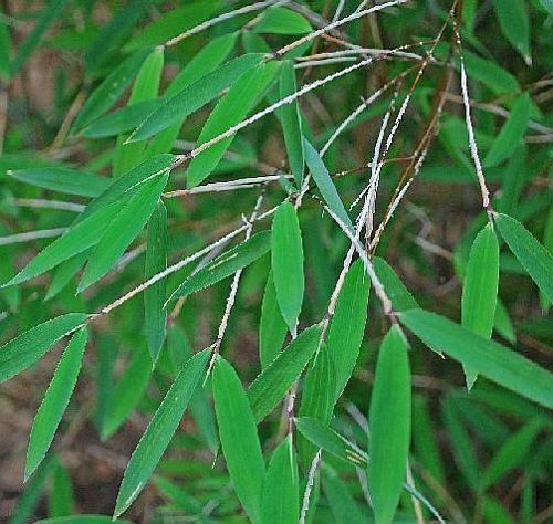 Fargesia huaningensis hardy clumping bamboo seeds