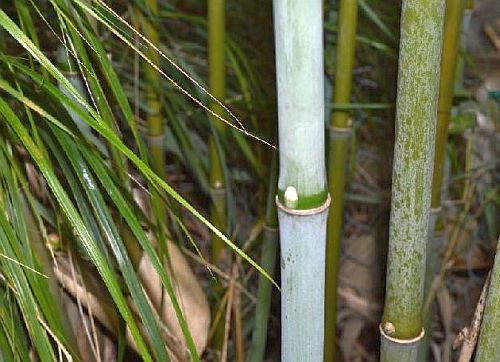 Fargesia papyrifera hardy clumping bamboo seeds