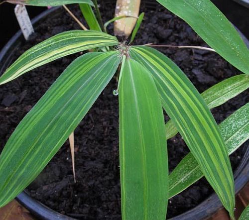 Fargesia similaris hardy clumping bamboo seeds