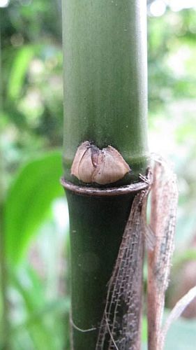 Fargesia yuanjiangensis shrubby bamboo seeds