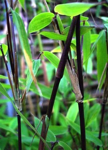 Fargesia yunnanensis hardy clumping bamboo seeds